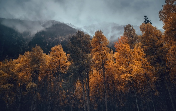 Autumn forest with mountains and fog