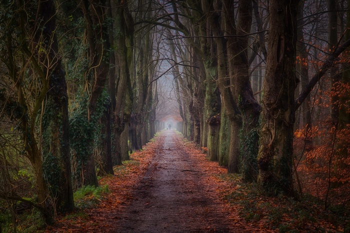 A path through a tree-lined forest in fall