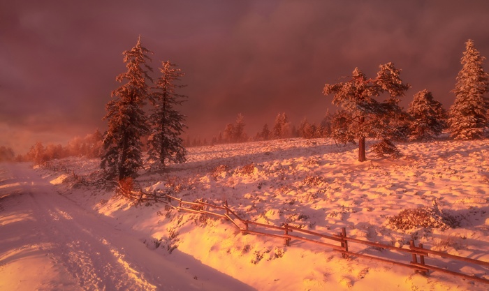 Snowy landscape with trees at sunset