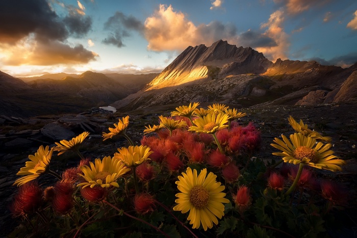 Yellow flowers in front of mountains at sunset