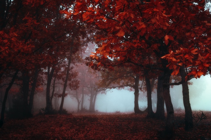 Red trees in a misty forest during fall