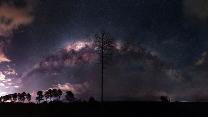 Milky Way over silhouetted trees and a lone dead tree