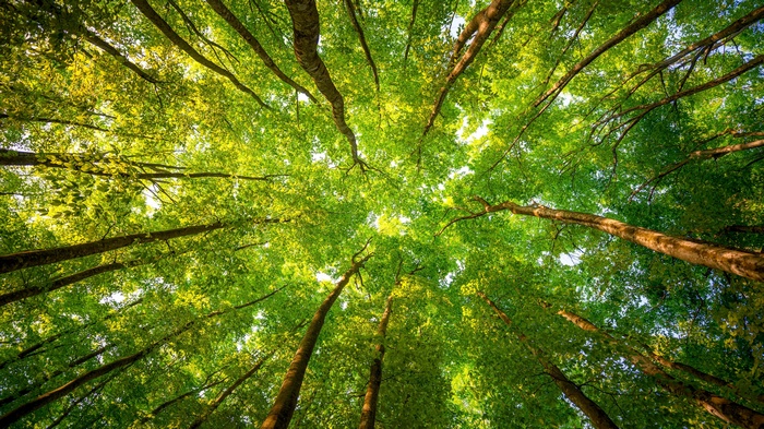 Looking up through green forest canopy