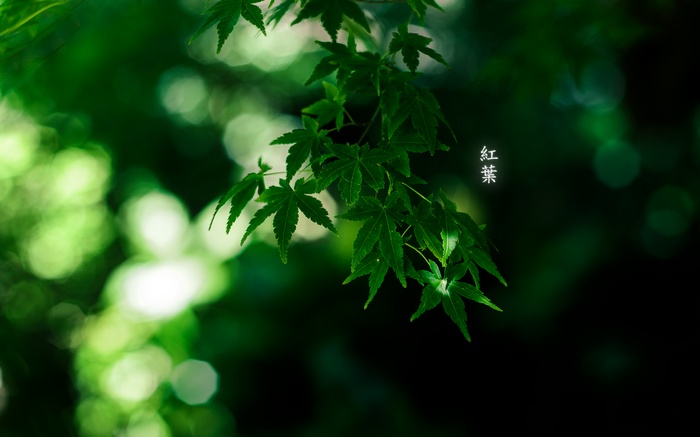 Green maple leaves with Japanese text