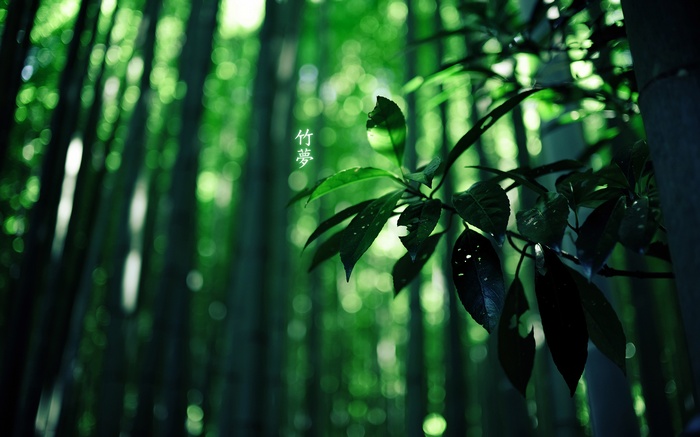 Bamboo forest with Chinese characters