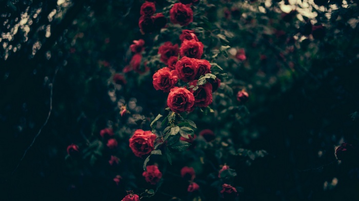 Red roses on a dark background
