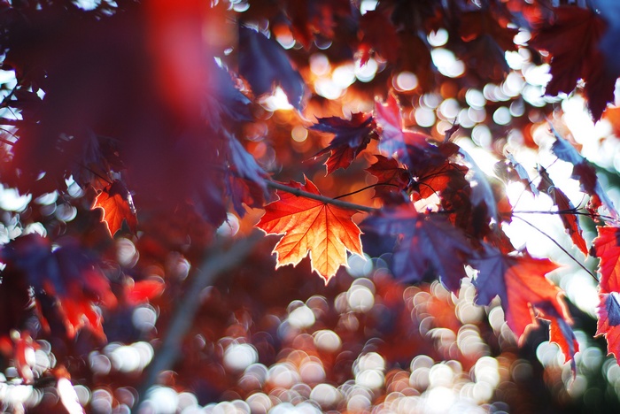 Sunlight filtering through colorful autumn leaves with bokeh