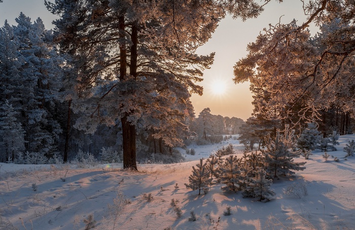 Winter forest landscape with snow and sun