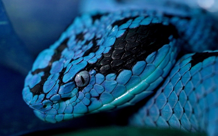 Close-up of a blue viper snake