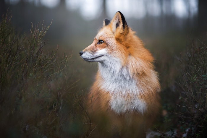 Red fox in a forest, portrait by Iza Łysoń