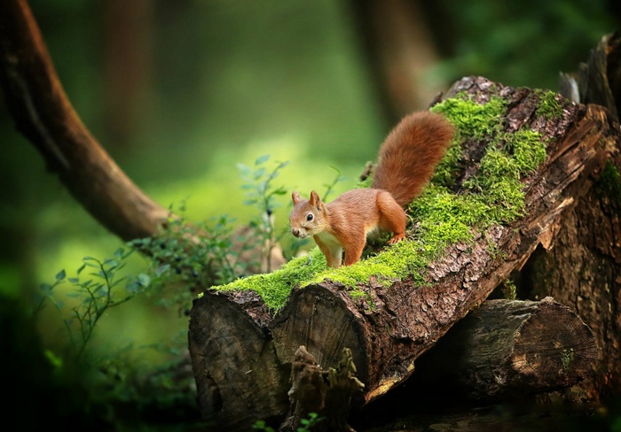 Red squirrel on mossy log in forest