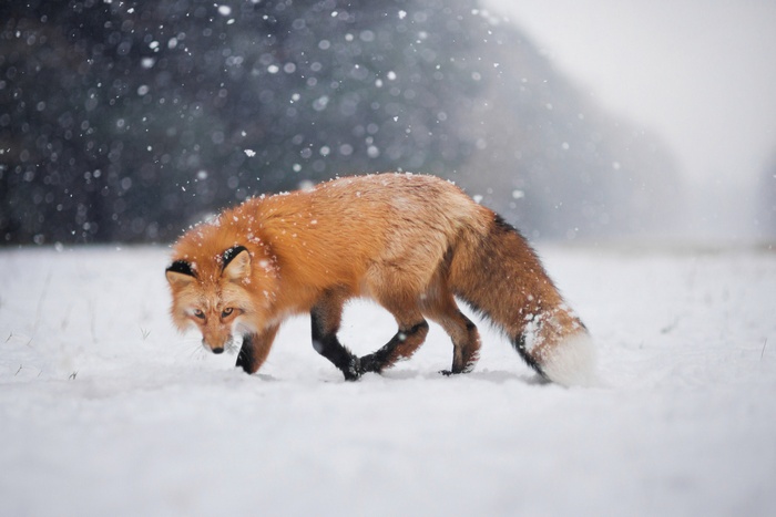 Red fox walking in the snow