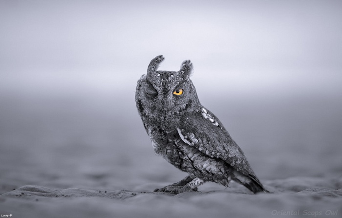 Oriental Scops Owl winking on sandy ground