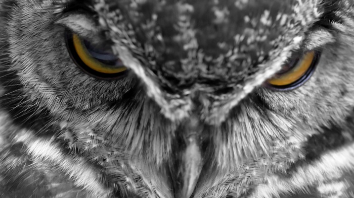 Close-up of an owl's face with yellow eyes