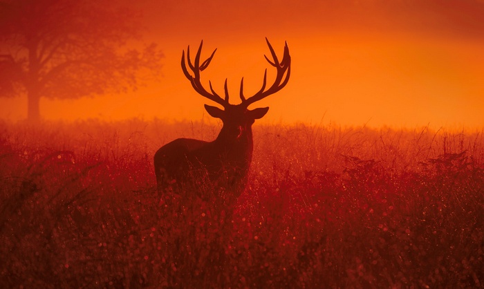 Deer in a field at sunset