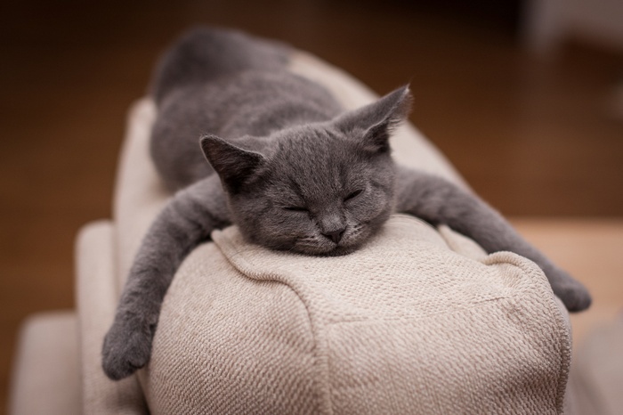 Gray cat sleeping on a couch