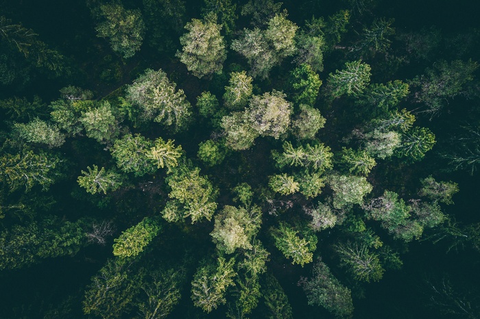 Aerial view of a dense forest canopy