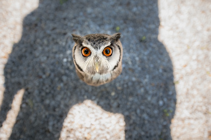 Owl looking up at the camera