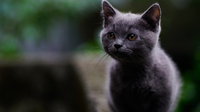 A grey kitten with amber eyes looks to the left.