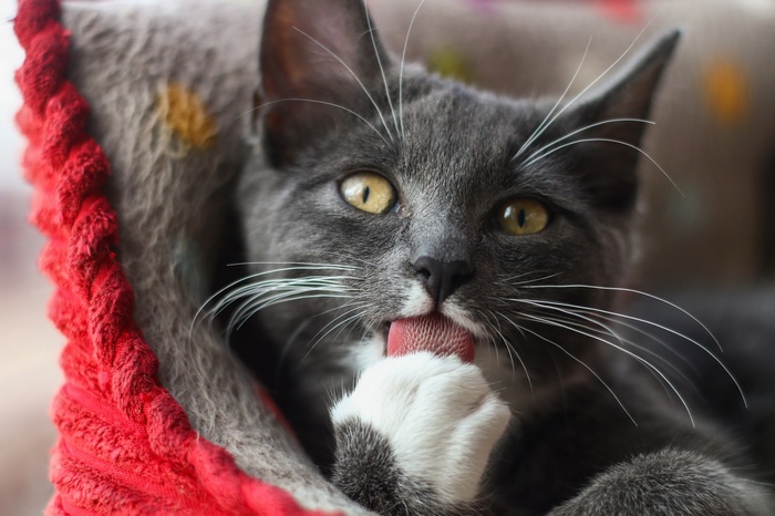 A grey cat licking its paw