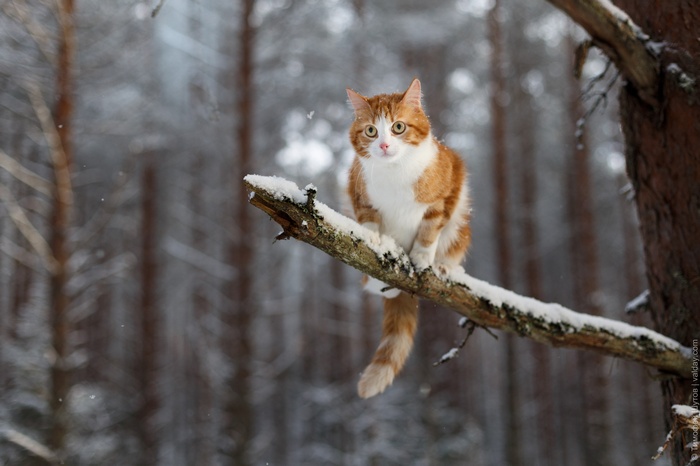 Orange and white cat sitting on a snow-covered branch in a winter forest