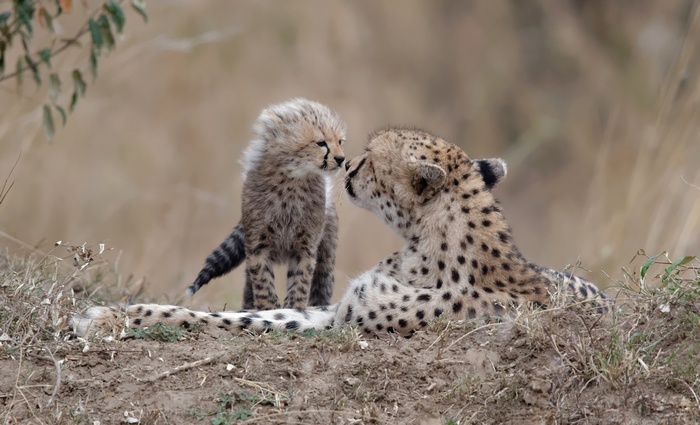 Mother cheetah and cub nuzzle in tall grass