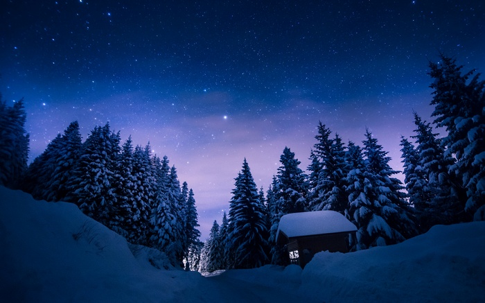 Winter night with snow-covered trees and a starry sky