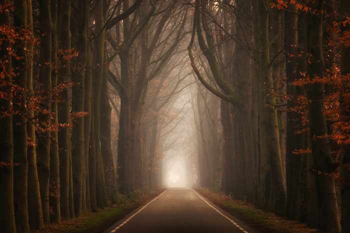 Road through a misty forest in autumn