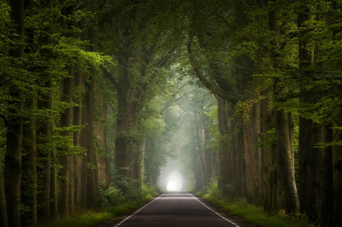 A road lined with tall trees in a forest