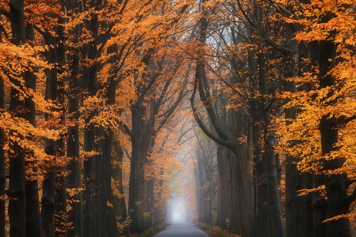 Autumn road lined with trees in fall colors