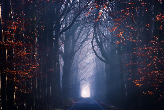 Misty forest road in fall with orange leaves