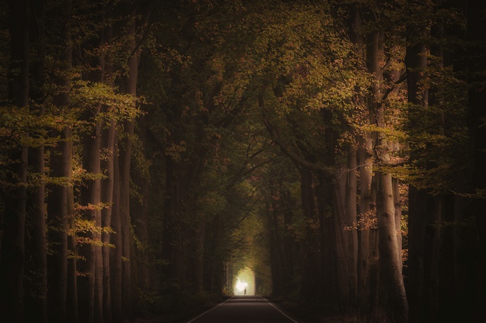 A person walks down a tree-lined road in autumn
