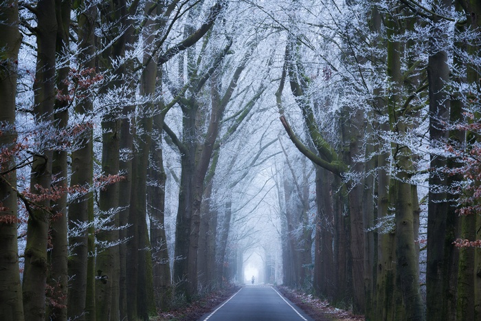 A person walks down a tree-lined road in winter