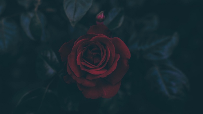 A dark red rose with a bud