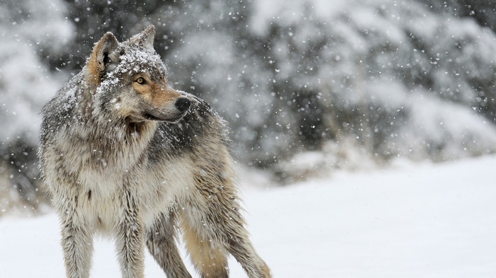 Wolf in the snow during winter