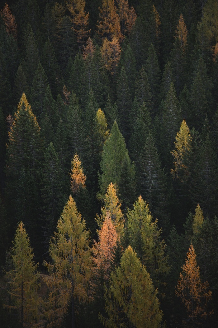 Autumn forest with pine and larch trees