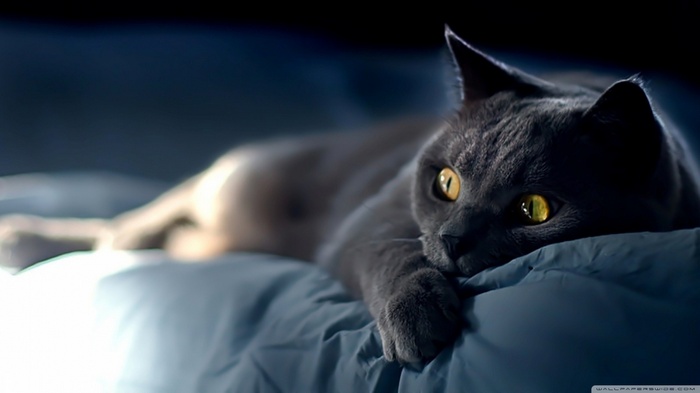 Gray cat with yellow eyes lying on a bed