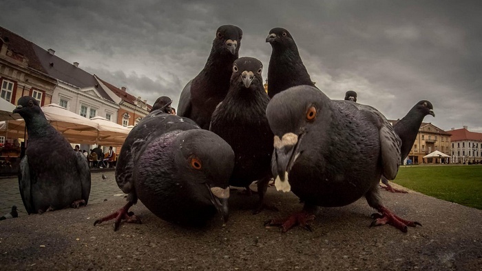 A group of pigeons gathered on a city street