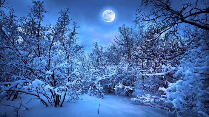 Full moon over a snowy forest at night