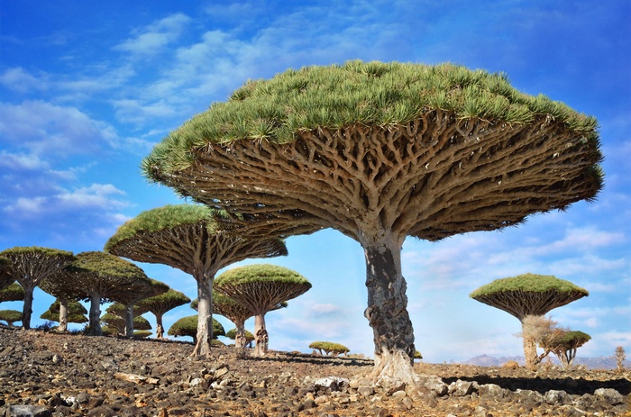 Dragon's Blood Trees on Socotra Island, Yemen