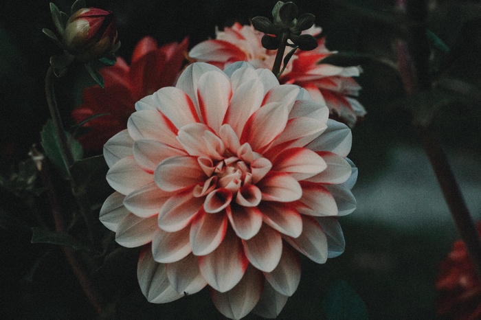 Close-up of a bicolor dahlia flower