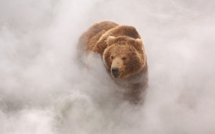 Brown bear emerging from mist