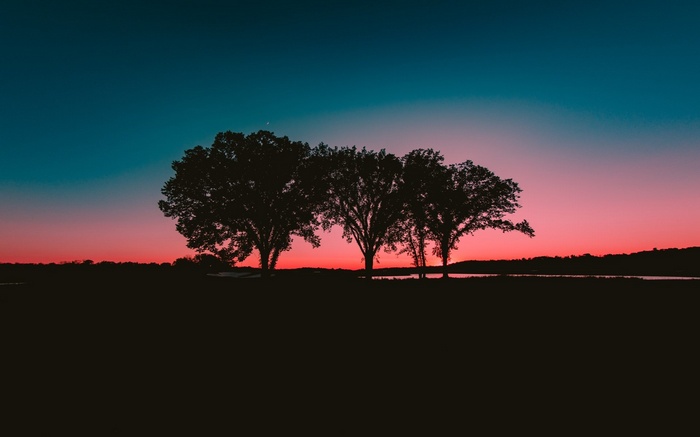Silhouetted trees against a colorful sunset sky