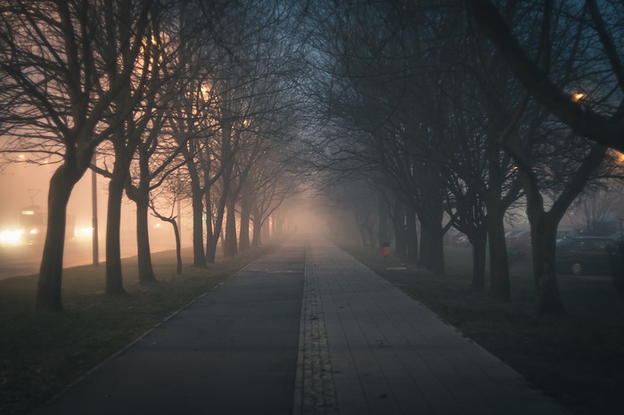 Tree-lined path in the mist at night