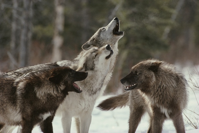Three wolves howling in the snow