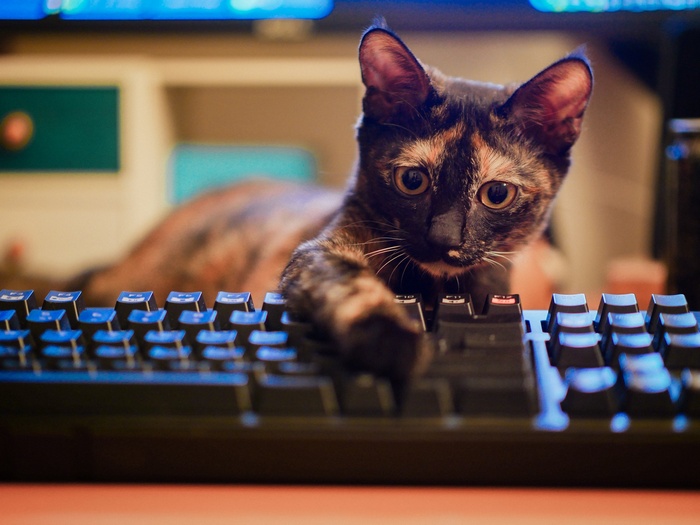 Tortoiseshell cat on a keyboard