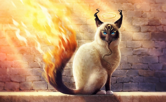 Siamese cat with fiery tail and halo