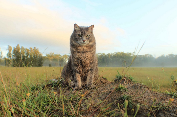 A fluffy gray cat sits on a mound of dirt in a field.