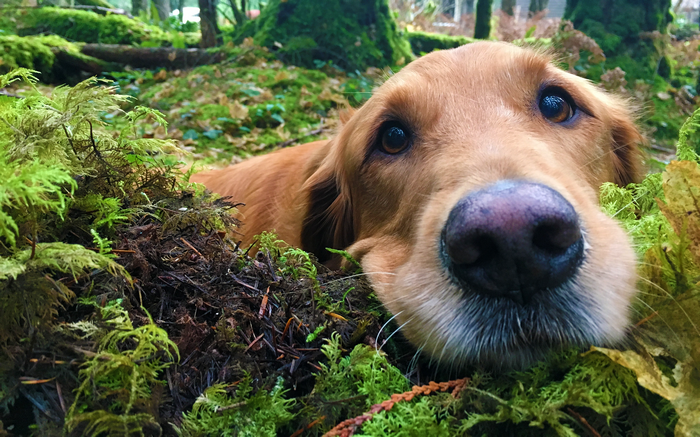 Golden Retriever dog peeking through moss in a forest