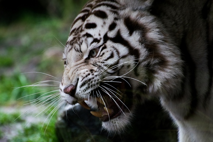 Close-up of an angry white tiger